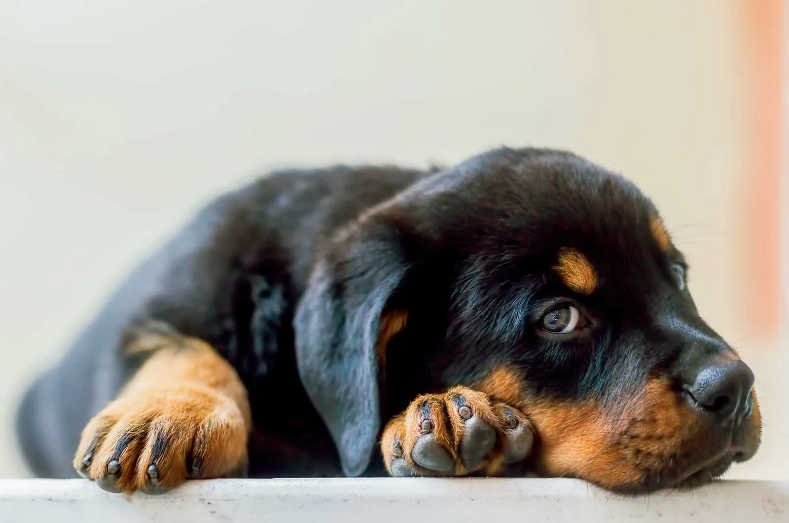 rottweiler lab mix puppies for sale ontario