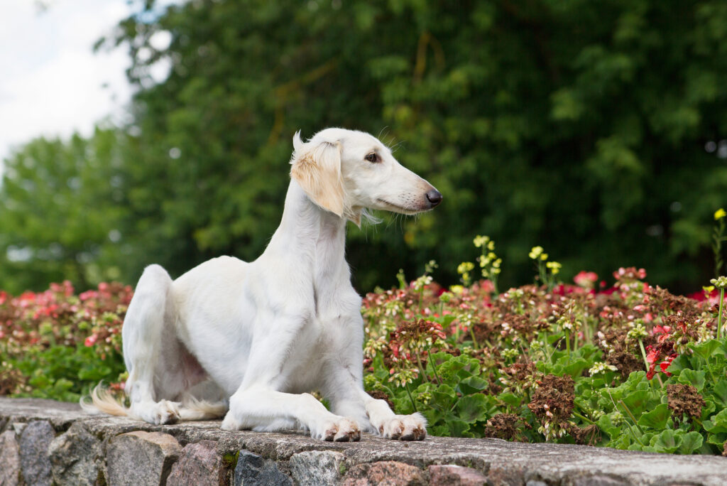 The Top 5 Best Saluki Breeders Of All Time