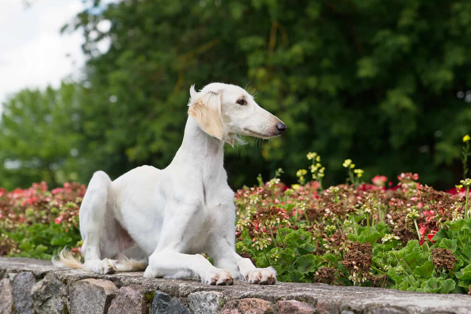 saluki dog sitting