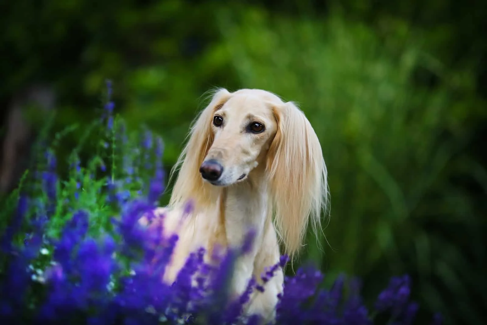 saluki photographed next to flowers