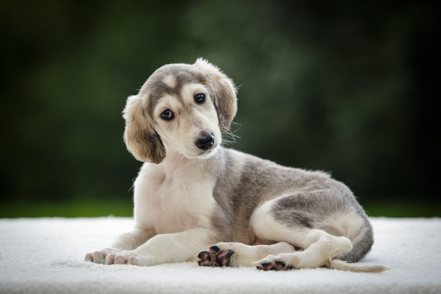 The Top 5 Best Saluki Breeders Of All Time