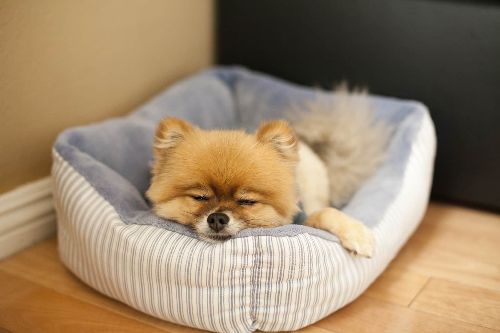 the Pomeranian sleeps in his bed