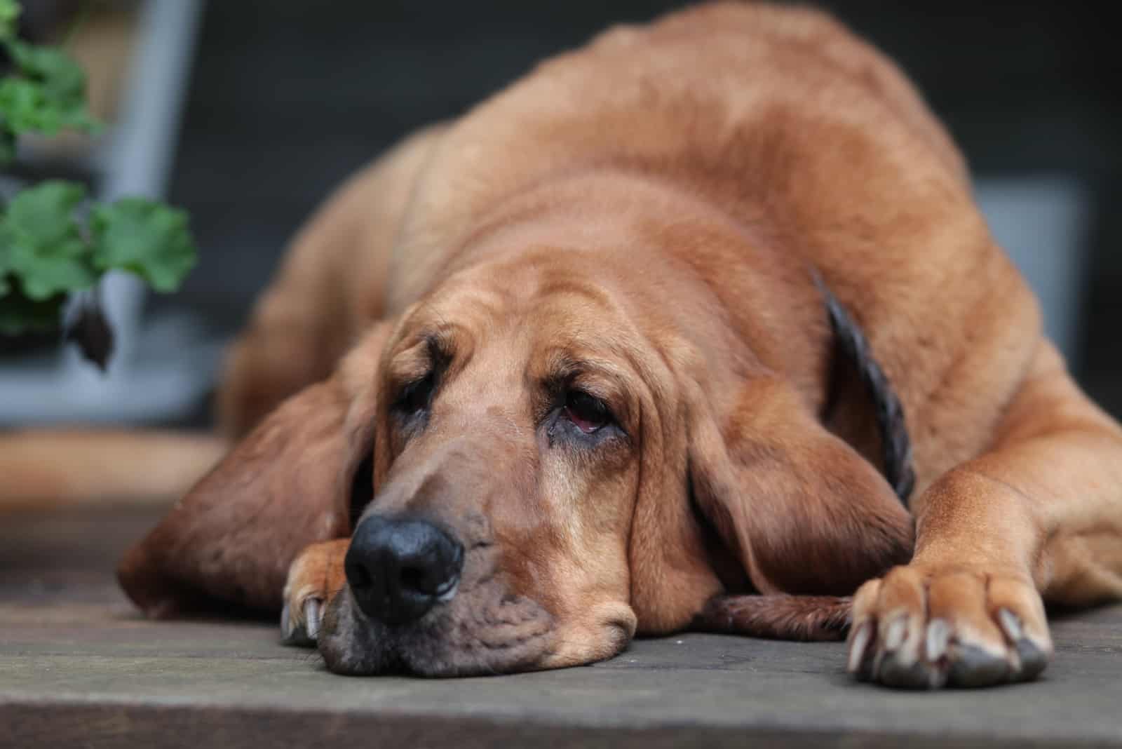 the beautiful Bloodhound lies and rests