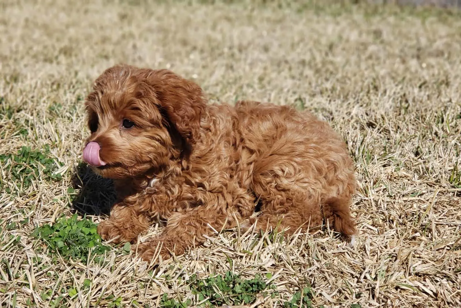 the cavapoo puppy lies in the grass