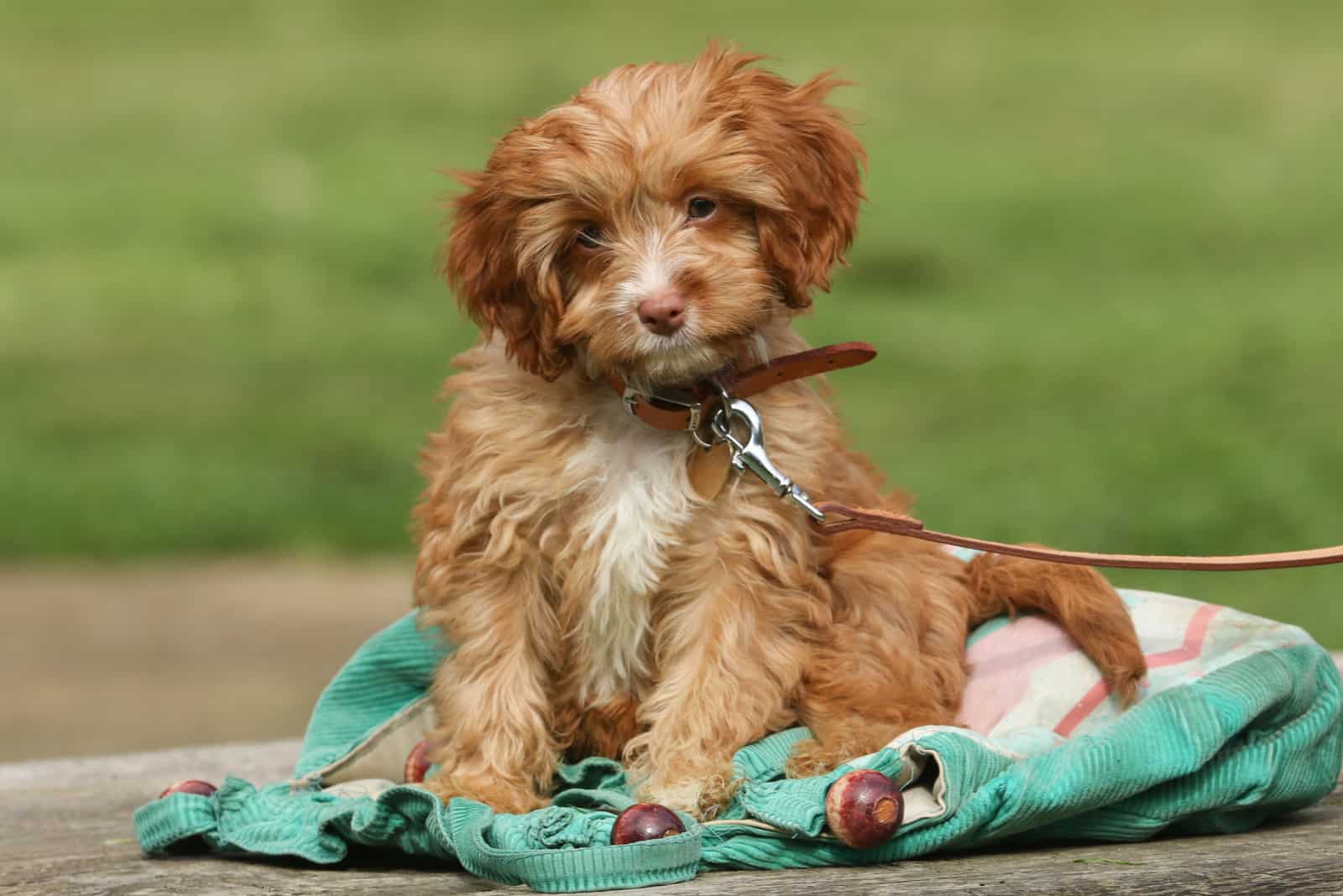 the cavapoo puppy sits on a wooden mat and looks at the camera