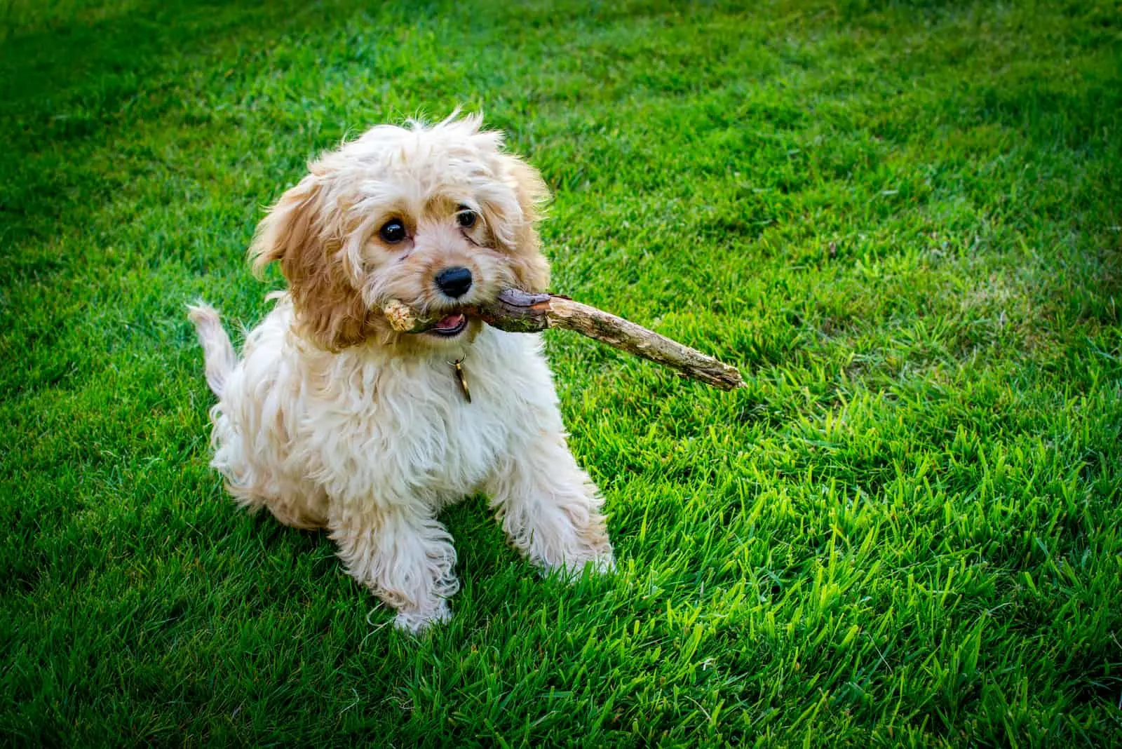 the cavapoo puppy sits on the grass and holds a tree in his mouth
