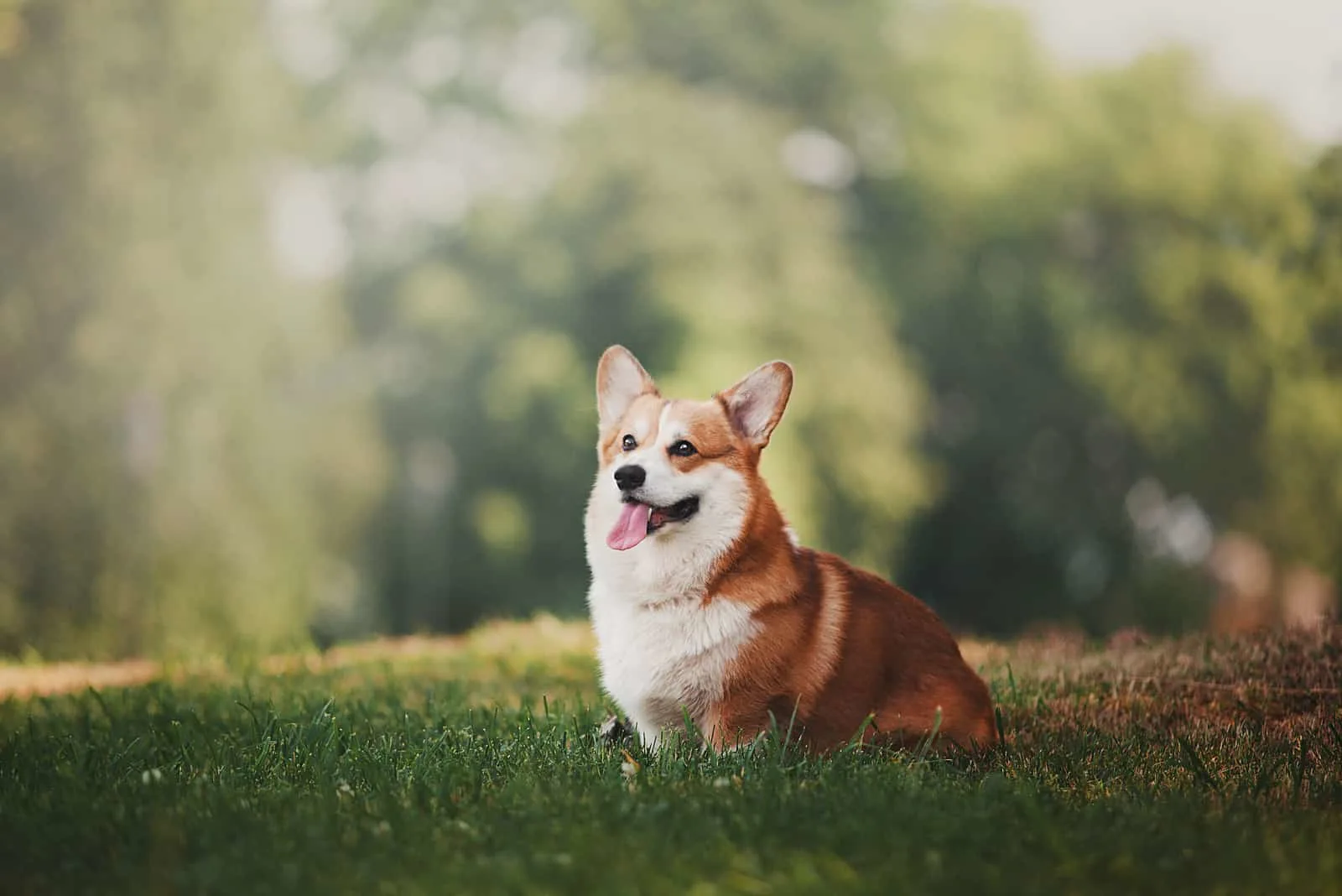 the corgi sits on the grass and laughs