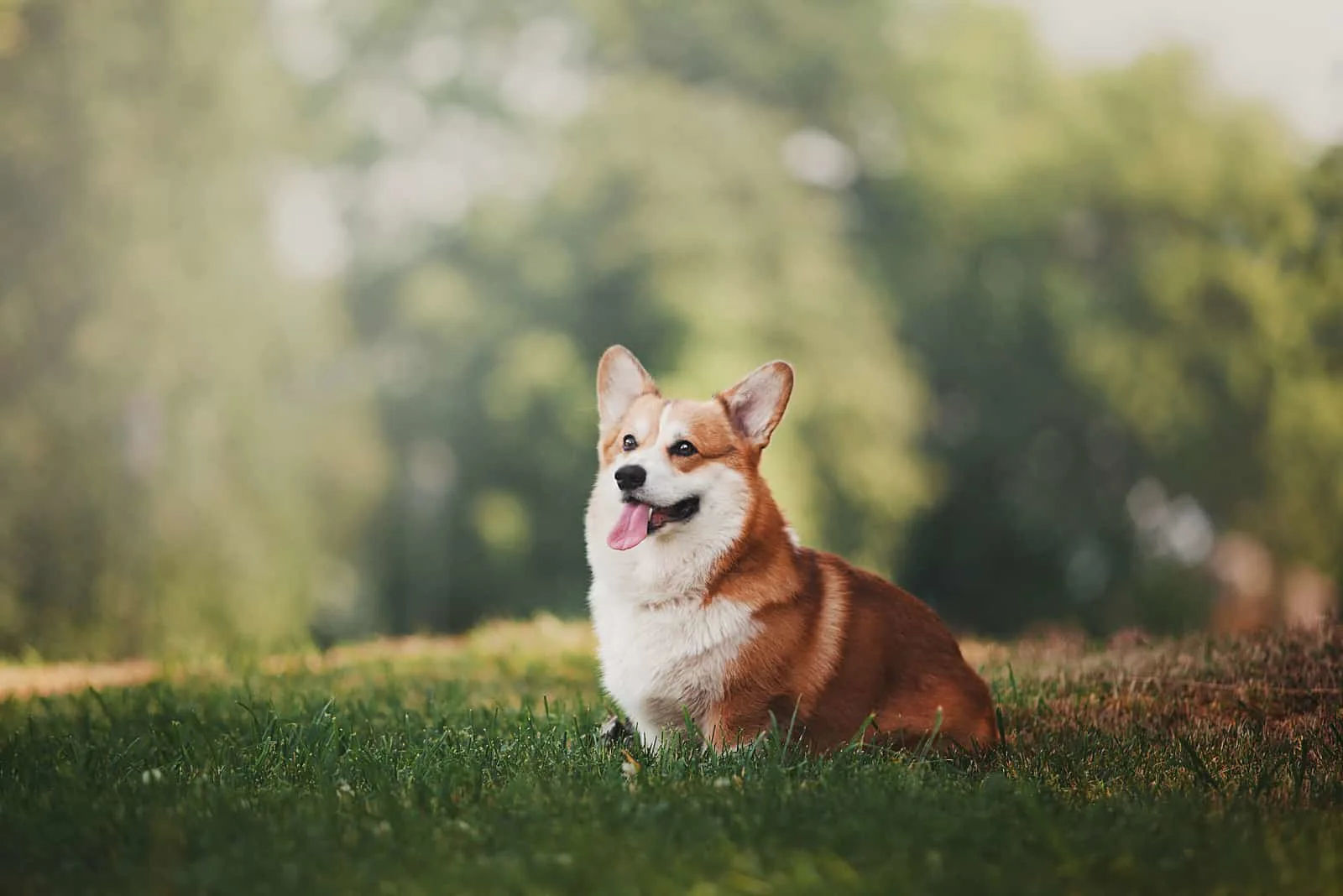 The 5 Most Reliable Corgi Breeders In Illinois