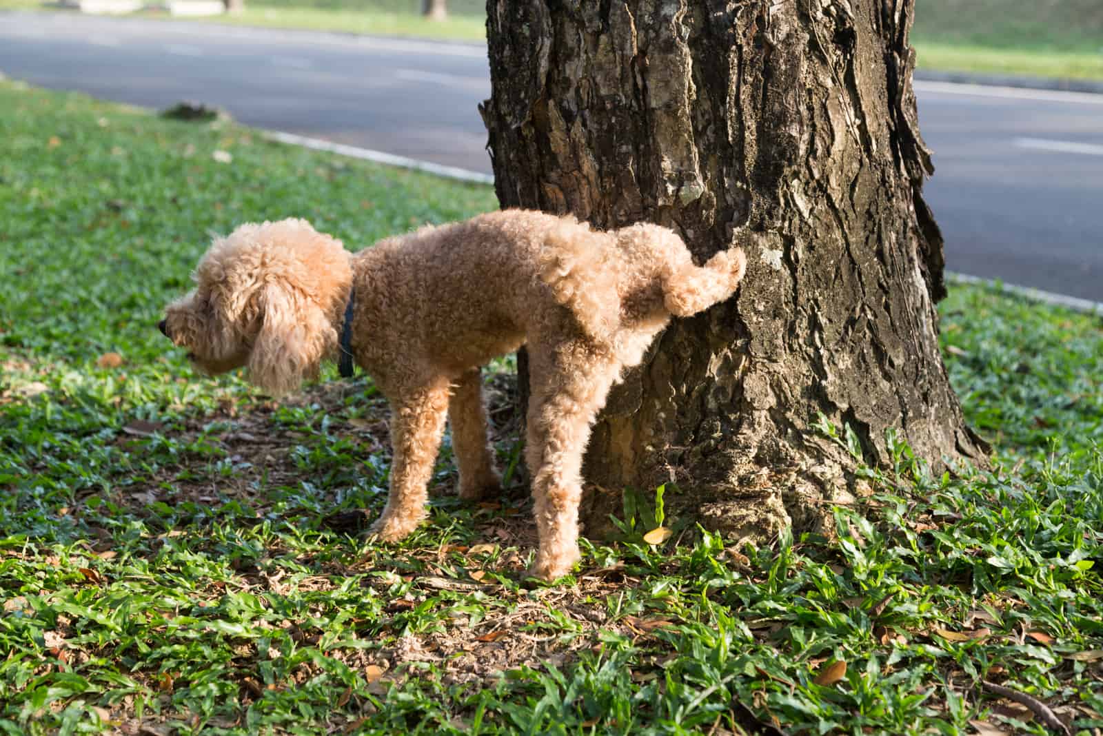 the dog performs urination next to a tree