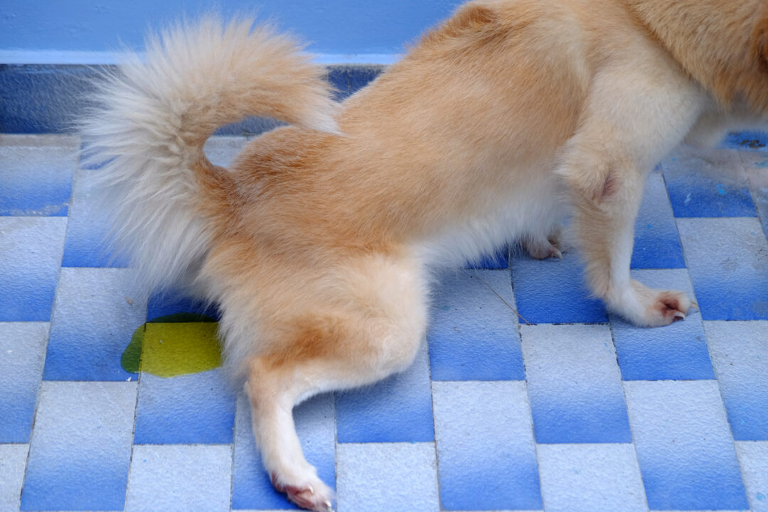 Dog Urine Color Chart What Does My Dog’s Pee Color Mean? PupVine