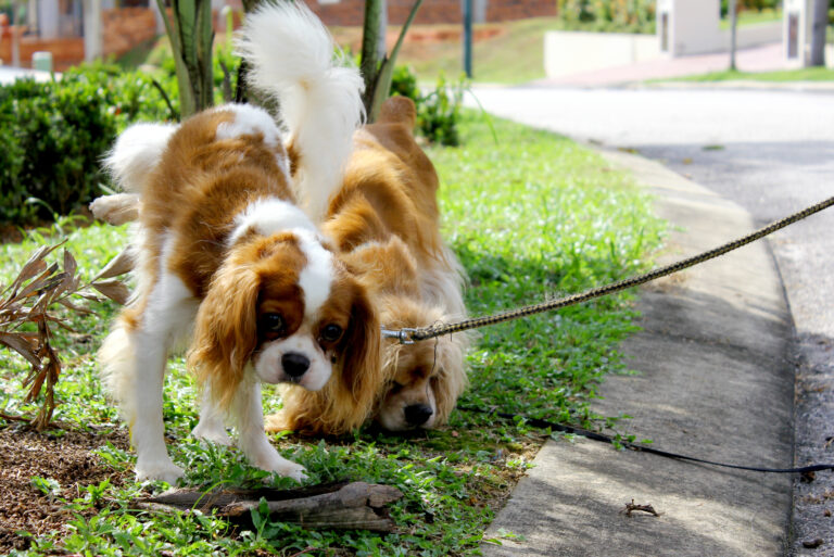 dog urine color chart what does my dogs pee color mean pupvine