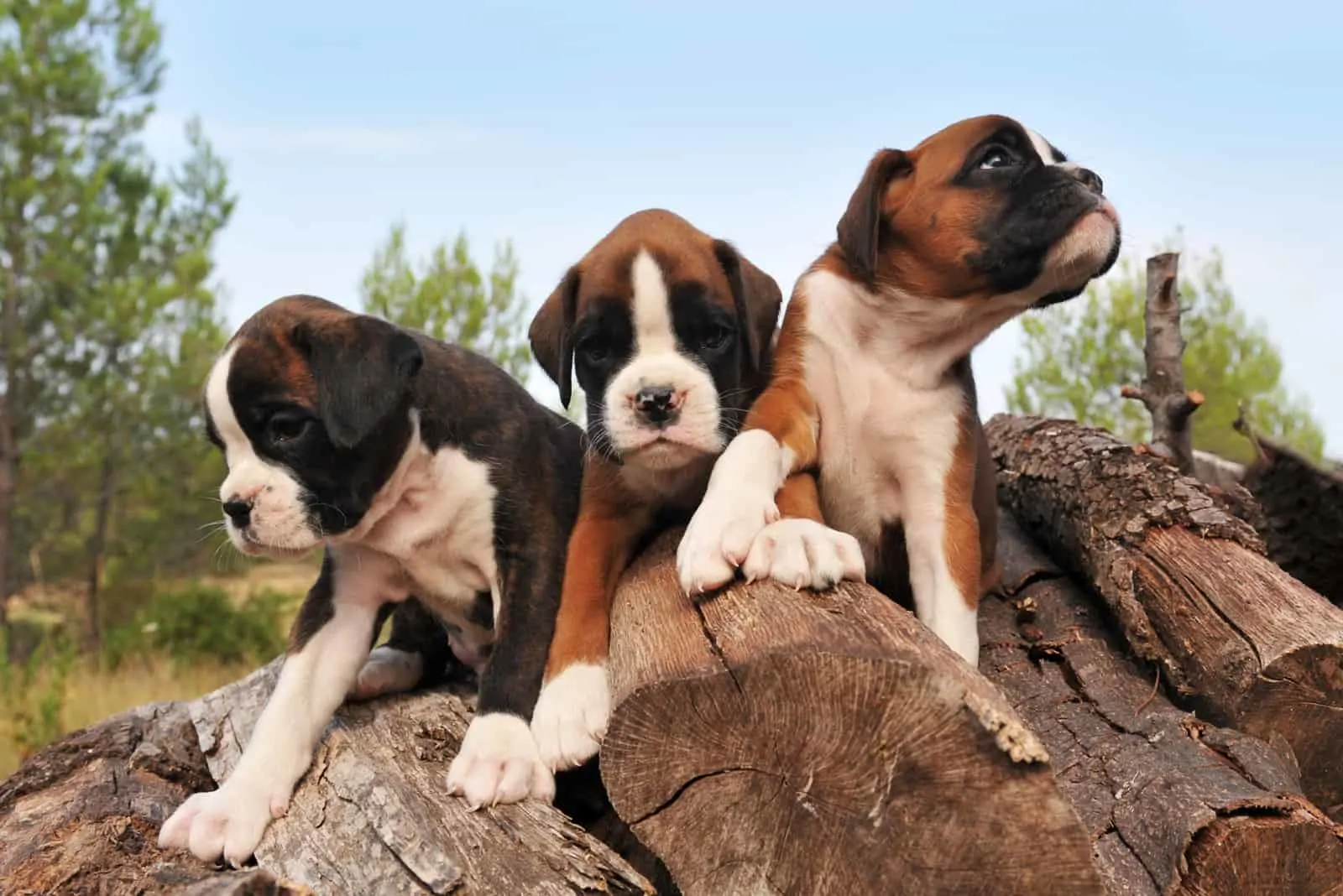 three purebred puppies boxer on the wood