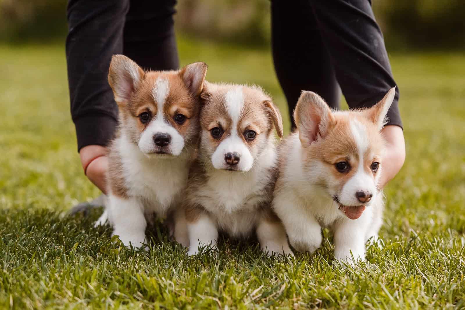 three small corgi puppies