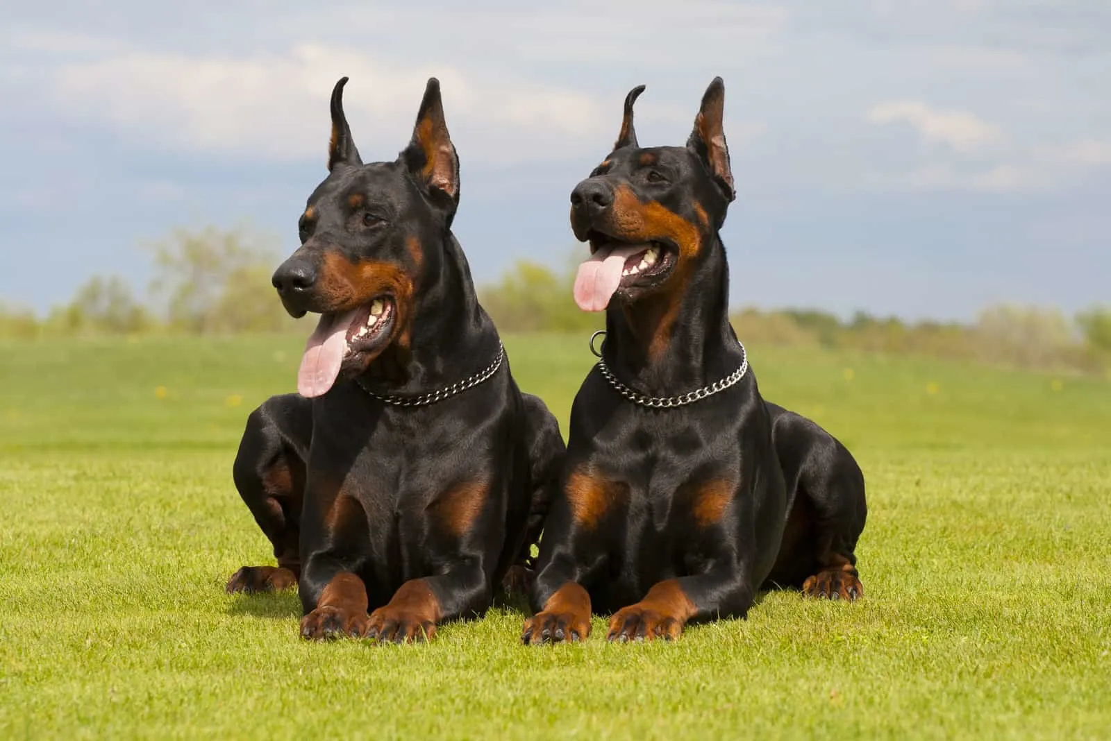 two Dobermans sitting on grass and looking away