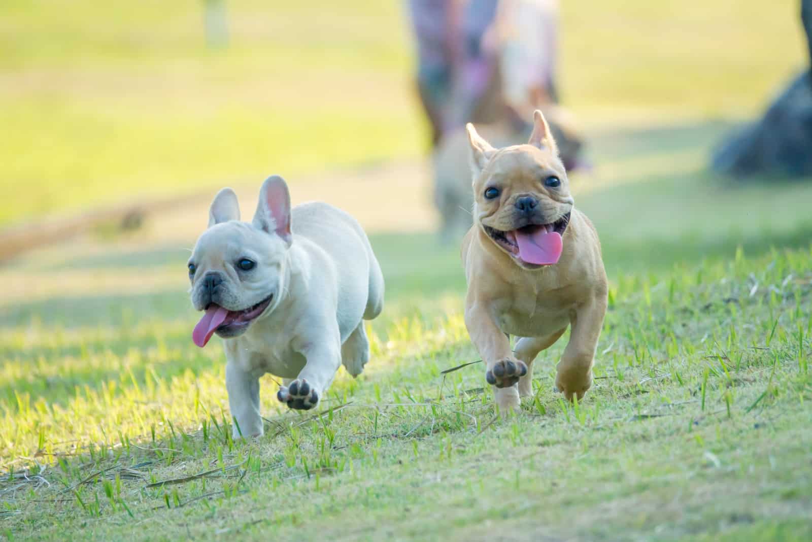 two French Bulldogs running on grass