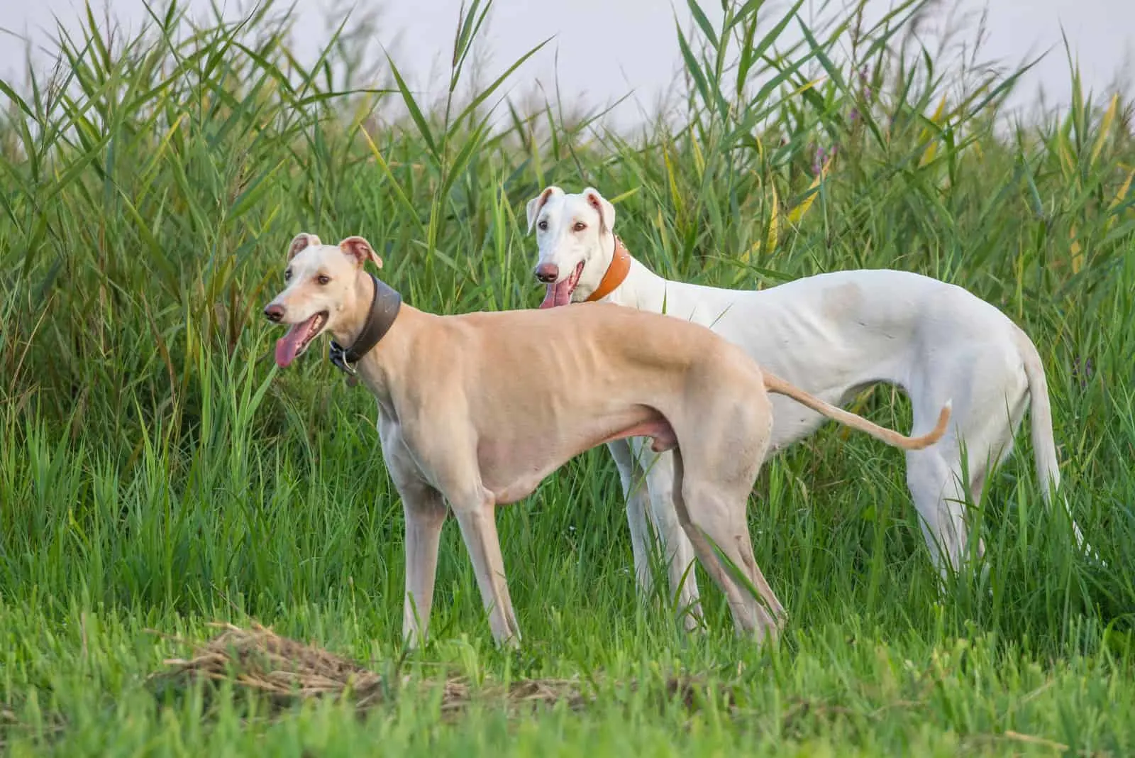two Greyhounds standing outside