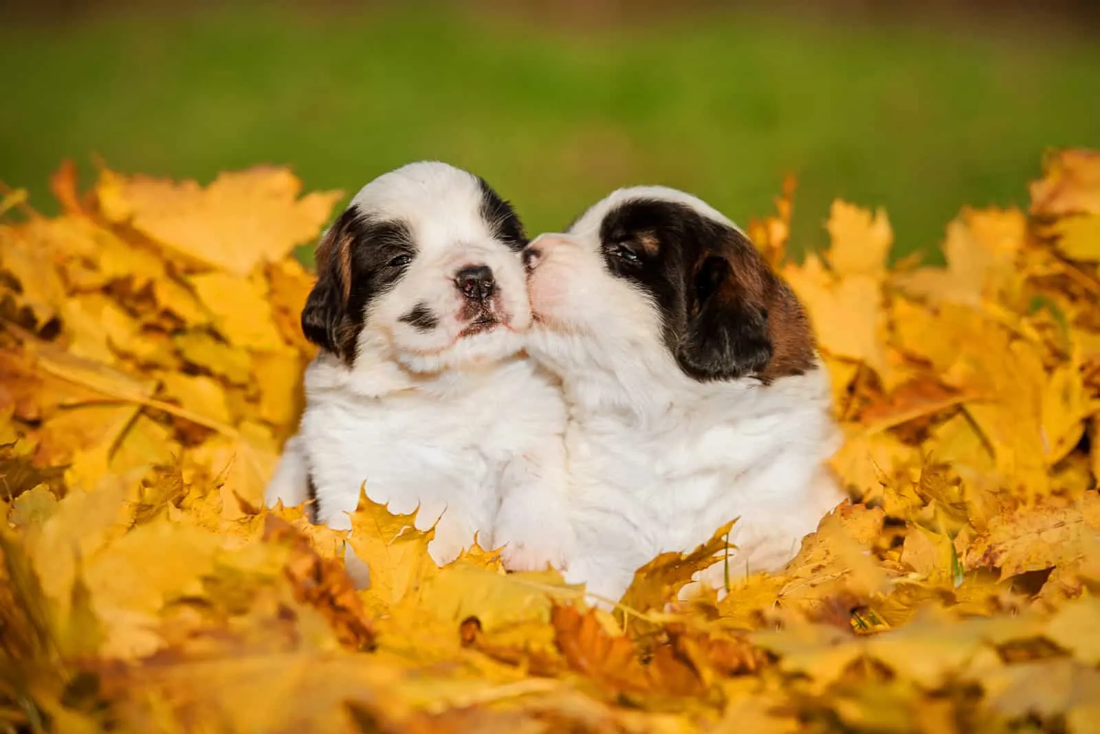 two Saint Bernard puppies