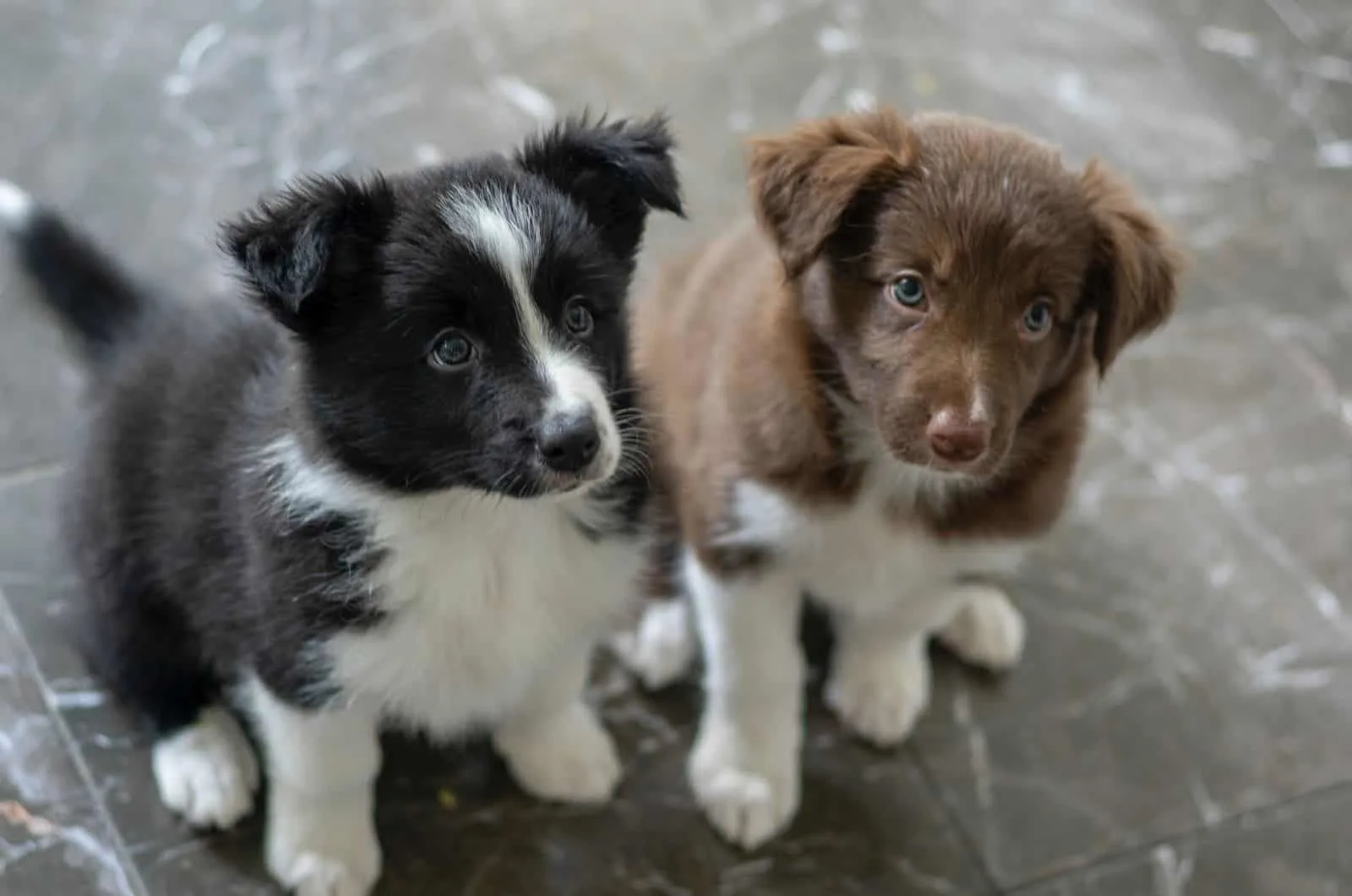two border collie puppies