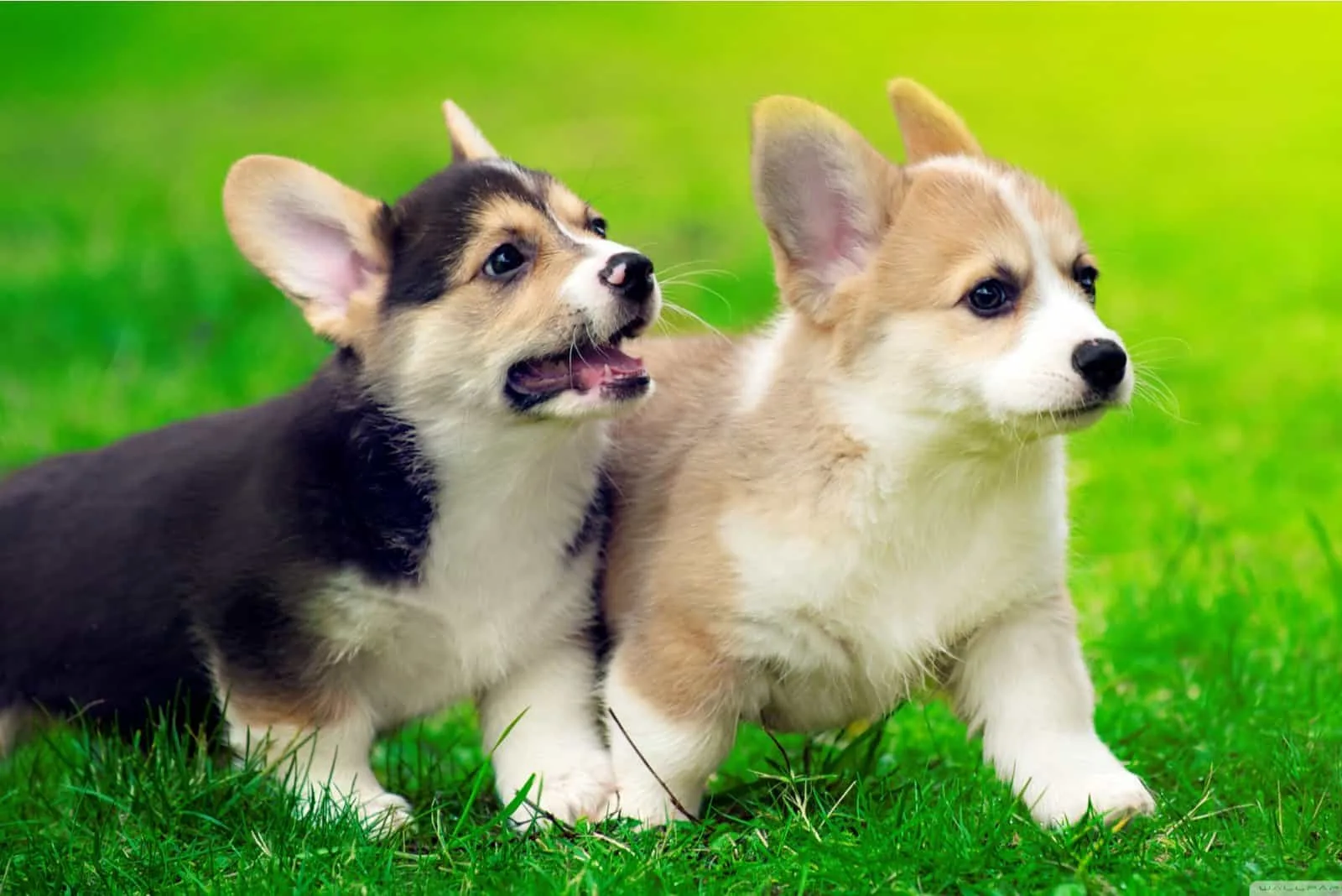 two corgi puppies