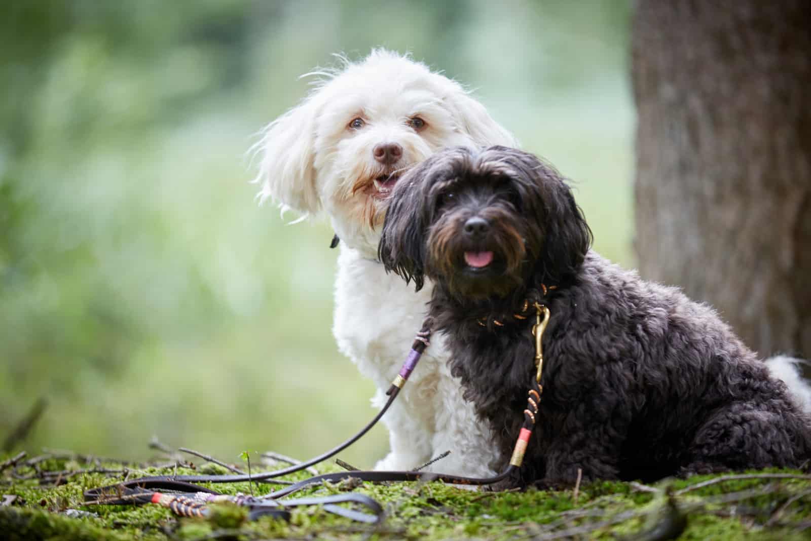 two havanese dogs on a leash in nature