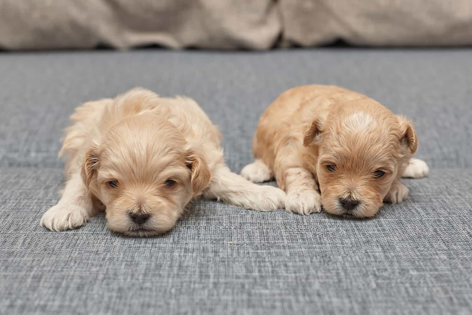 two maltipoo puppies sleeping on bed