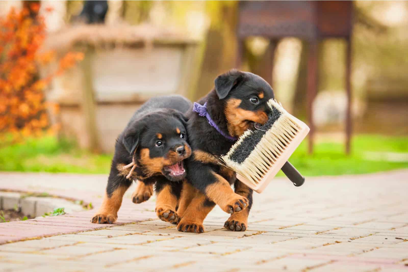 two rottweilers playing with a brush