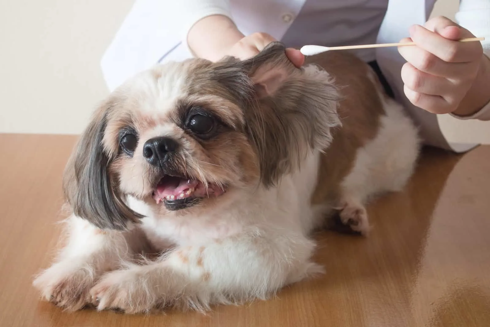vet cleaning dog's ears