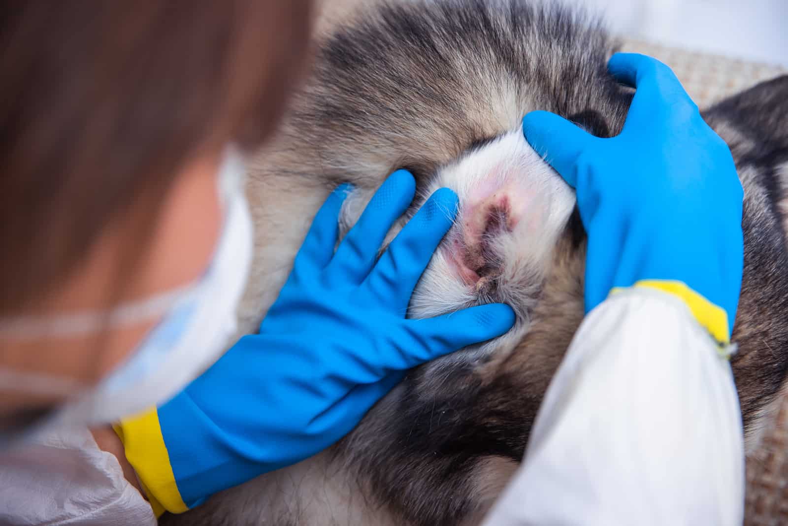 vet examines dog's ears