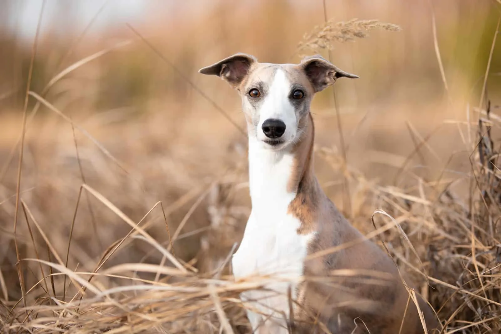 whippet in nature