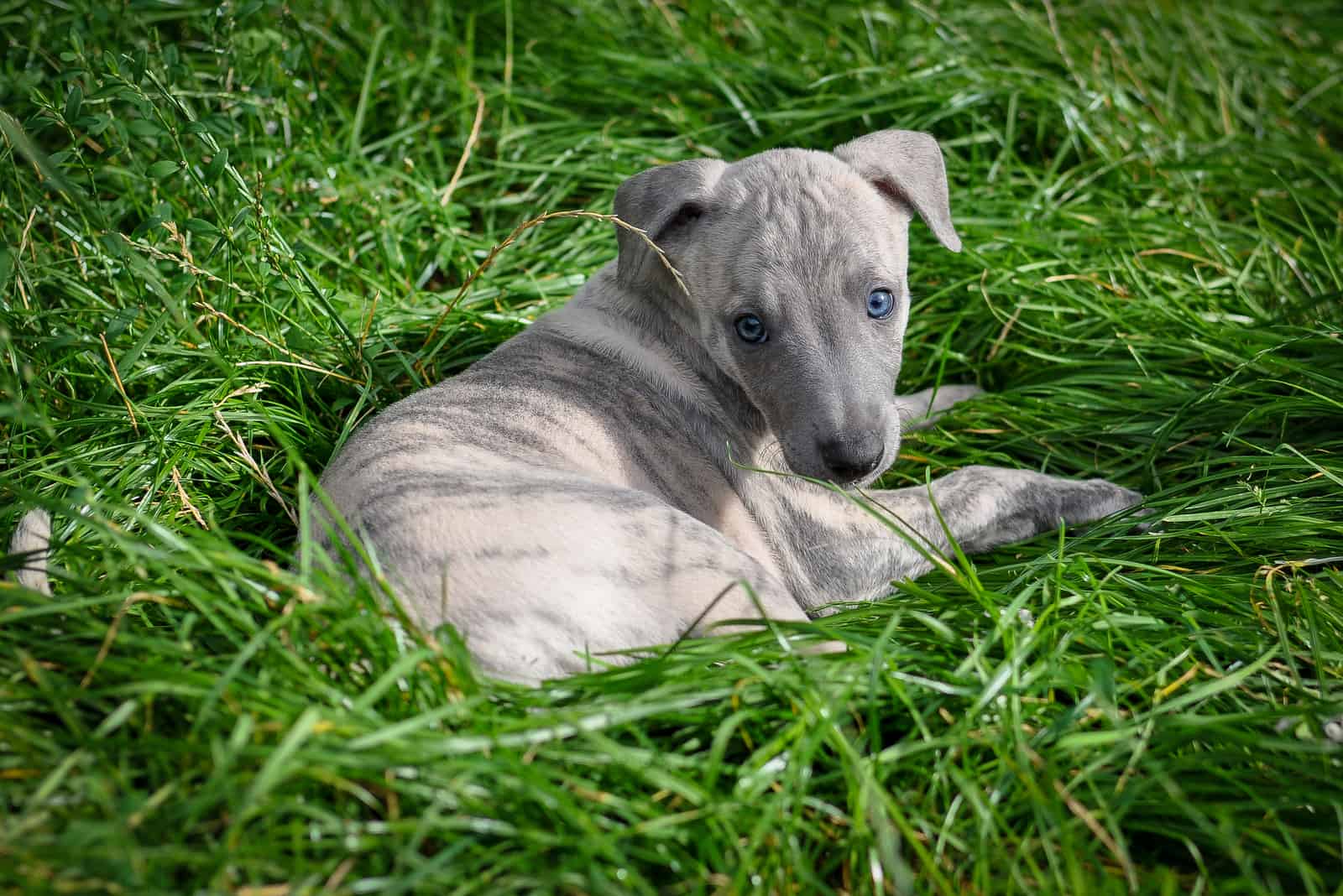 whippet puppy in grass