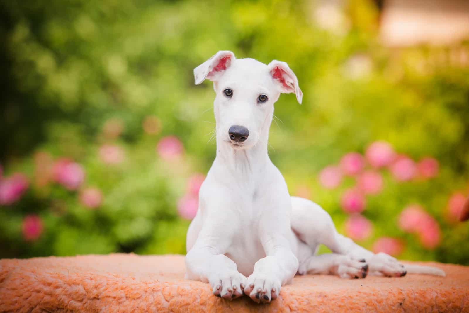 white Greyhound puppy