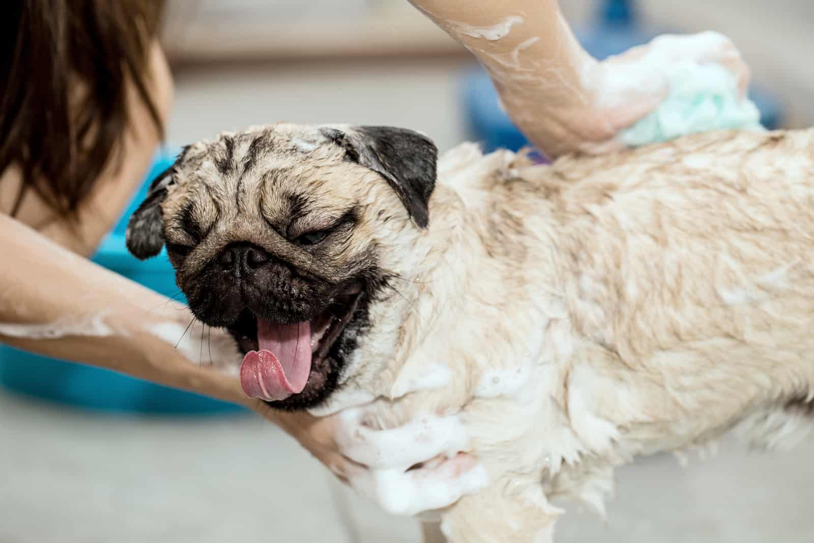 woman bathing cute pug