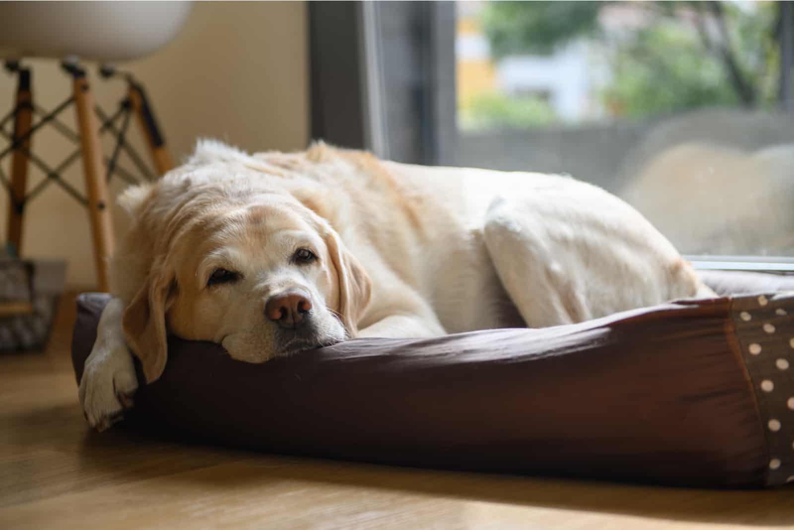 yellow labrador sleeping in a dog bed