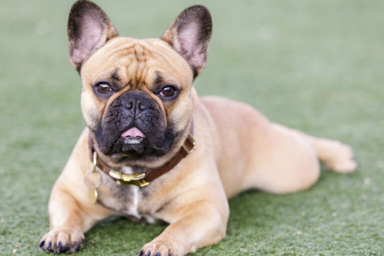 The French Bulldog lies in the grass