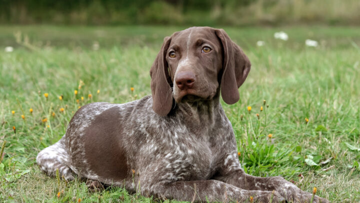 10 Best German Shorthaired Pointer Breeders Across The U.S.