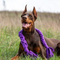 doberman resting with toy around his neck