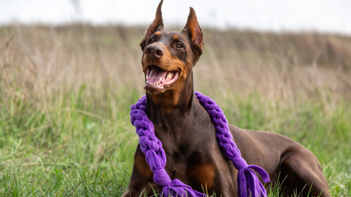 11 Best Toys For Doberman Pinschers: What’s Fun & What’s Not