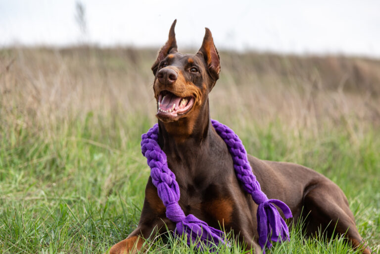 doberman resting with toy around his neck