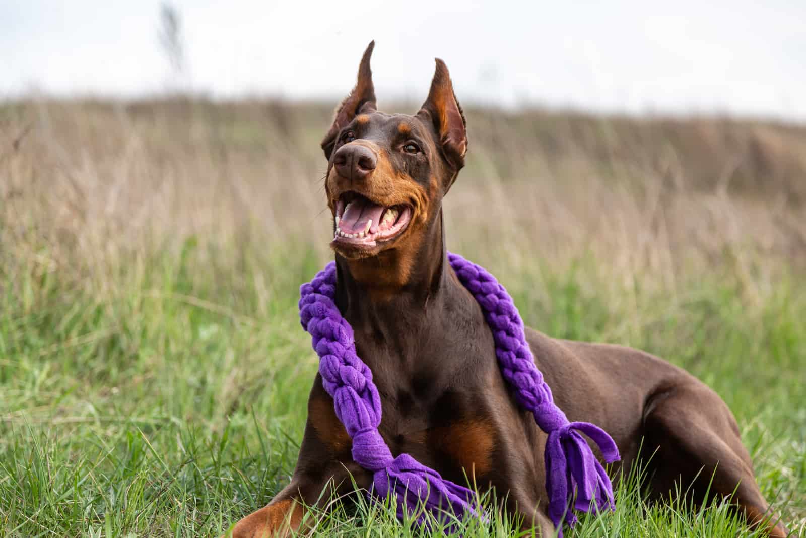 11 Best Toys For Doberman Pinschers