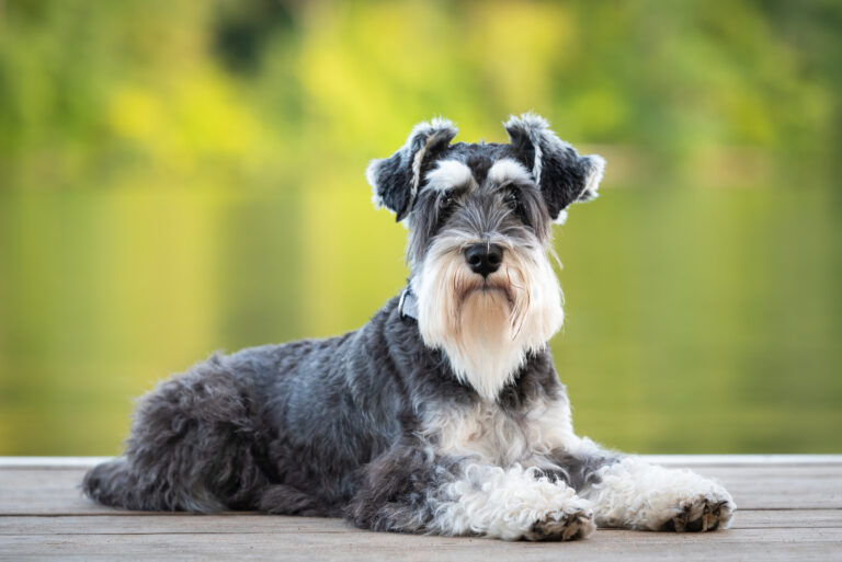 Dog laying on pier of river