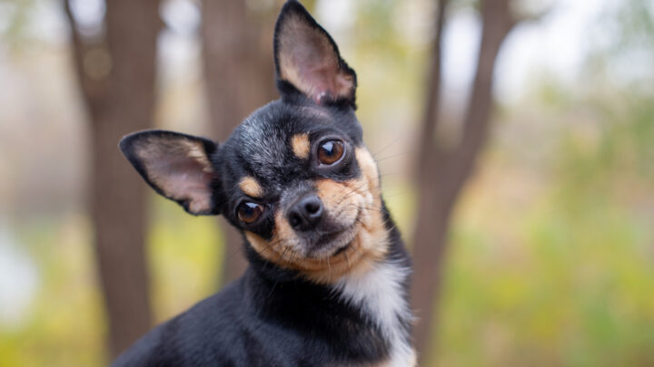 23 Top Chihuahua Breeders In Texas: Best Of Tex