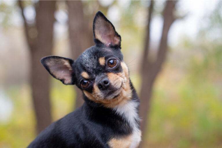 chihuahua dog