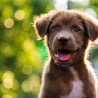 smiling brown labrador with colorful spring leaf at sunset