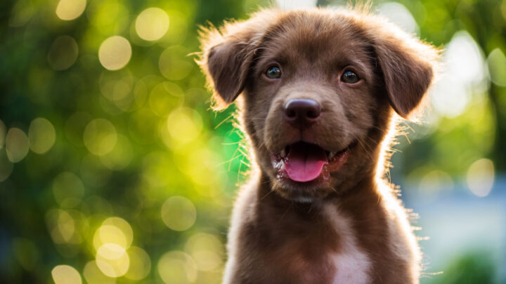 238 Arabic Dog Names Decoded – Choose Your Favorite Meaning