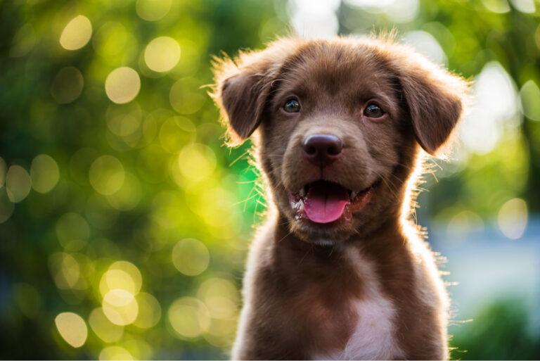 smiling brown labrador with colorful spring leaf at sunset