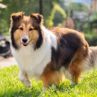 Shetland Sheepdog stands on green grass