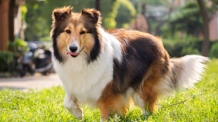 24 Medium-Energy Dog Breeds That Might Be Suitable For You