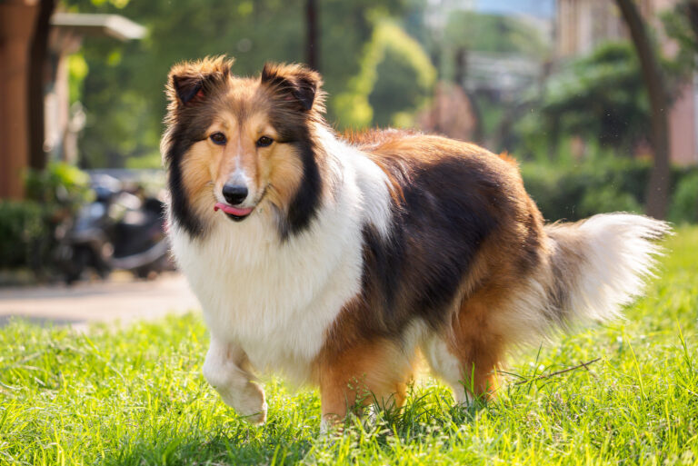 Shetland Sheepdog stands on green grass