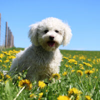 beautiful white poodle mixed dog is sitting in a field of dandelions