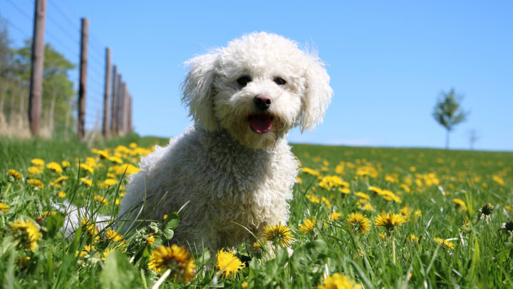 25 Best Poodle Mixes: Cuteness Alert